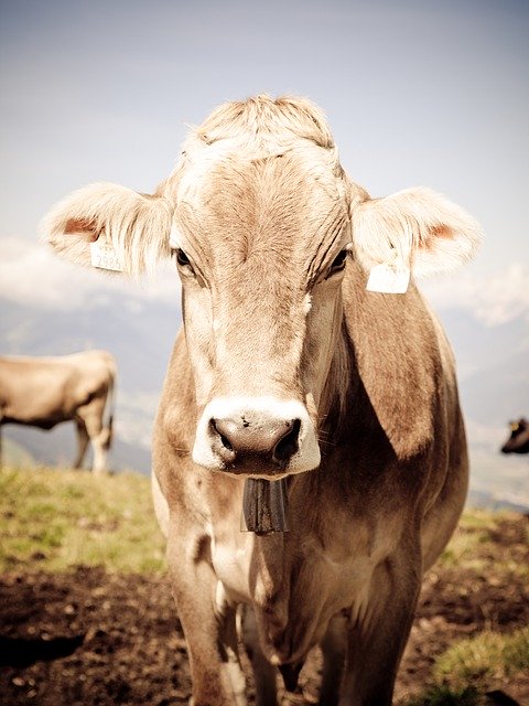 Allgäu